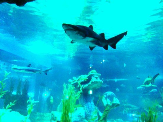 SEA LIFE Busan Aquarium